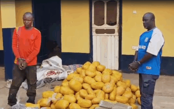 Police Intercept Bus with 396 Suspected Cannabis Parcels in Yeji, Arrest Two